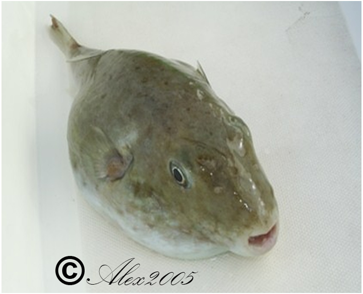 Sphoeroides pachygaster (Mller & Troschel, 1848)